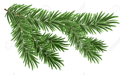 Branche de sapin gros format
