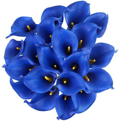 calla bleu