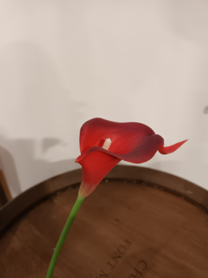 Calla orangée