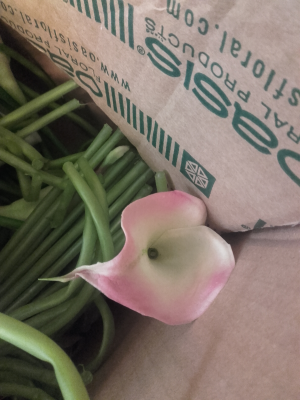 Calla rose