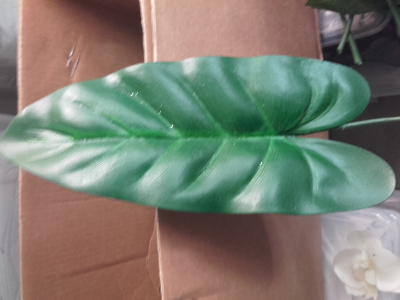 Feuille Anthurium