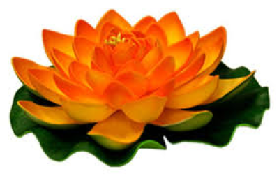 Gerbera orange