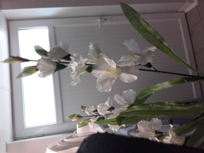 Glaïeul blanc