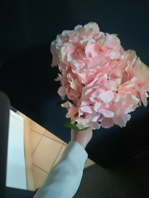 Hortensia rose