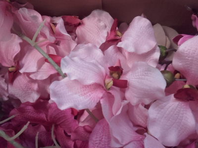 Orchidéee rose