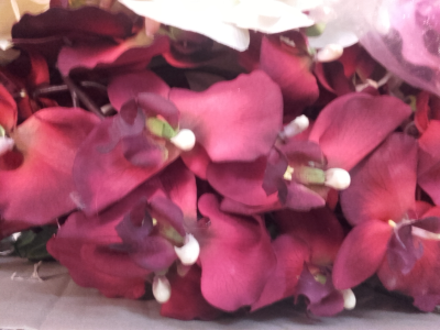 Orchidée rouge