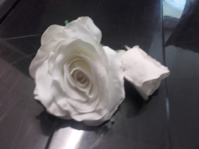 Rose blanche
