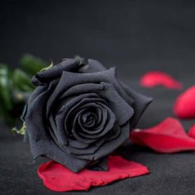 Rose noir en mousse