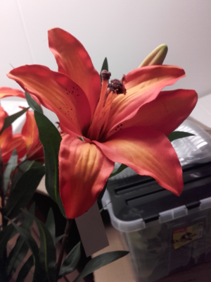 Tiger lily orange
