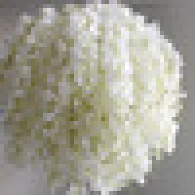 Wisteria blanche