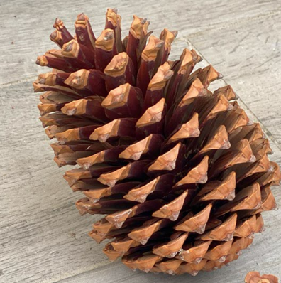 Grande Pomme de pin