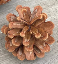 Petite Pomme de pin