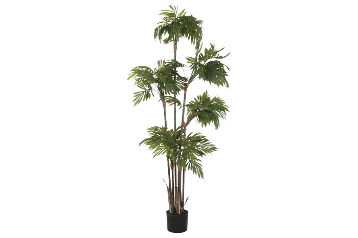Plante vert