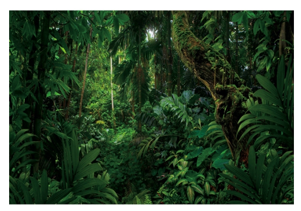 Toile de fond rectangulaire Jungle