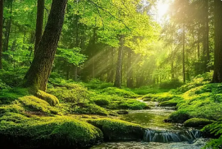 Fond FORÊT