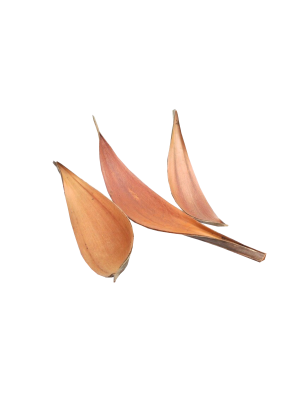 Barque coco