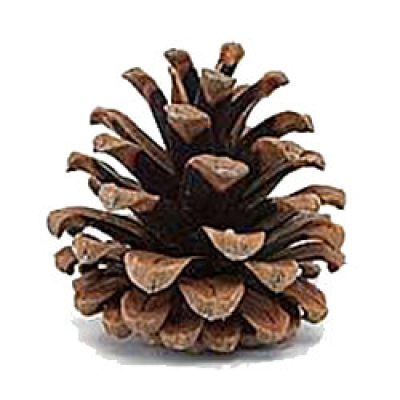 Pomme de pin petit format
